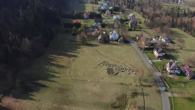 Owce i pasterstwo - ujęcia statyczne i z drona 
Sheep from dron 