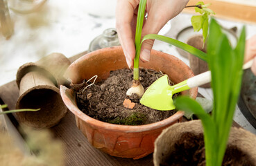 girl plants flowers in pots in spring
