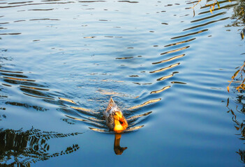 Ducks swimming in the lake at sunset  