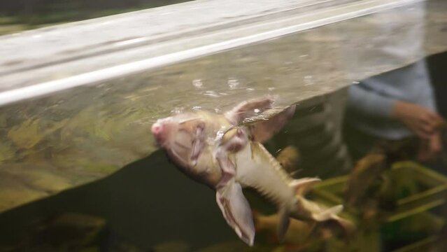Beluga or European sturgeon Huso huso swimming in aquarium