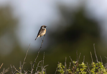 European Stonechat Saxicola rubicola in close view