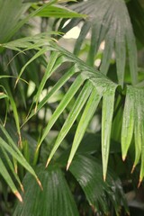 leaves of a palm