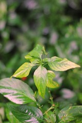 close up of a plant