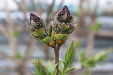 bud,lilac