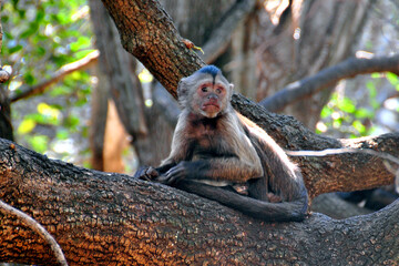Capuchin Monkey Cebus olivaceus in South Africa photography by Andy Evans Photos