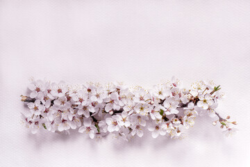 Delicate cute spring sakura flowers close up  with copy space for design.