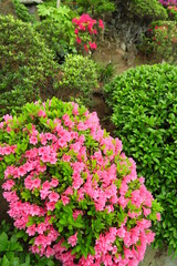 Obraz premium 春の植え込みのピンクの躑躅