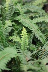 fern leaves in the forest