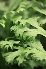 Obraz premium close up of leaves