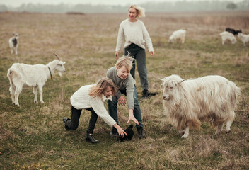 Naklejka premium sheep and lamb