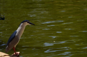 Black-crowned Night-Heron (Nycticorax) looking for food in the lake. 
