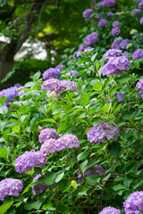 Obraz premium 紫色の紫陽花の花
