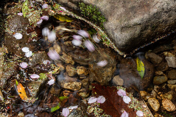 Sakura leaves on the water 