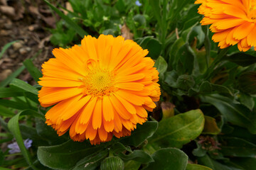 Calendula officinalis