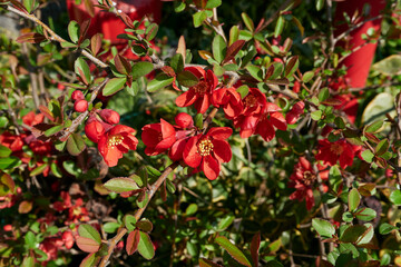 Obraz premium Chaenomeles speciosa 