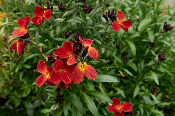 Erysimum cheiri 