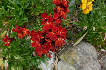 Erysimum cheiri 