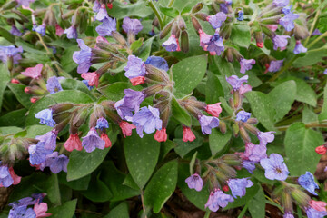 Pulmonaria officinalis 