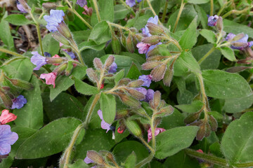 Pulmonaria officinalis 