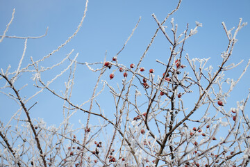 Winter scenary in Transylvania