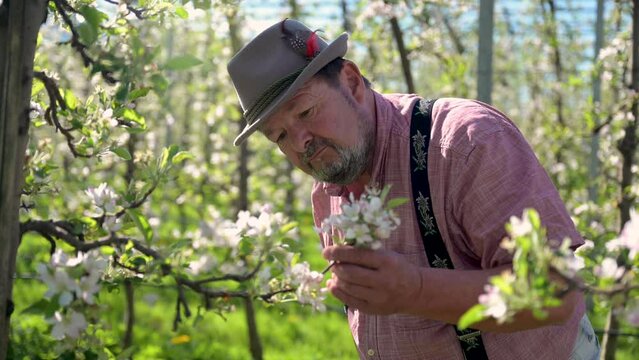 &auml;lterer Mann mit Hut und Bart, Bauer, steht zufrieden im  Garten mit Bl&uuml;ten an Apfelb&auml;umen einer Obstbaumplantage. Er riecht an den Bl&uuml;ten