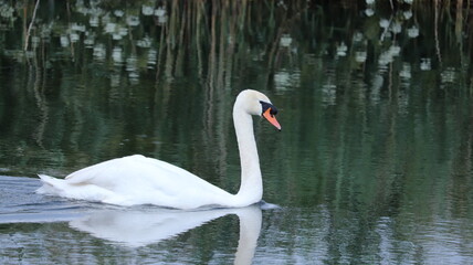 Rural scenary in Devon, UK
