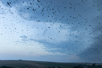 Birds gathering over Suceava