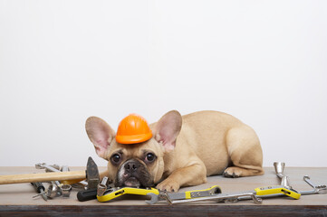 Purebred dog French bulldog with a funny muzzle with big ears and black eyes posing next to a variety of construction tools with helmet attentively looks into the camera near the wall funny leaning.
