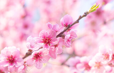 Beautiful Pink Peach Blossoms in a Garden