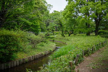 Fototapeta na wymiar 北の丸公園の鮮やかな緑の風景