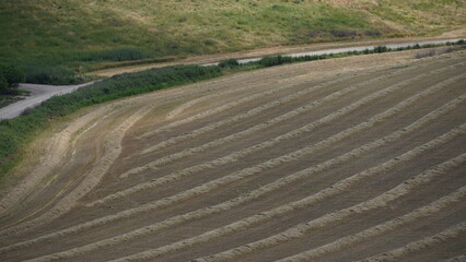 Fototapeta premium Agricultural field of harvested rye with rows of straw. North Israel