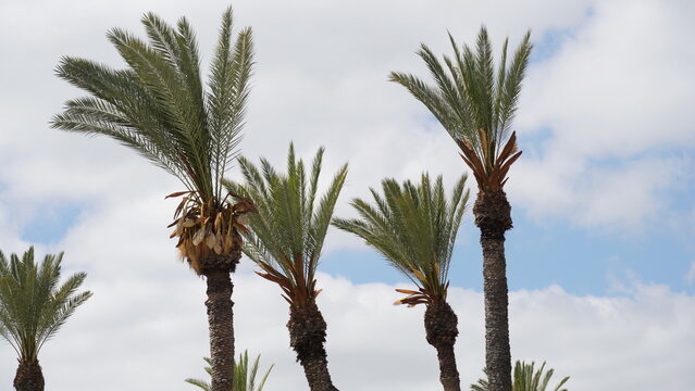 Date Tree