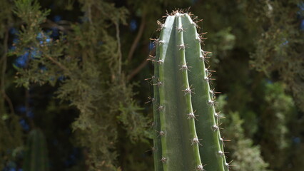 Large and prickly cactus grew in a city park in the north of Israel