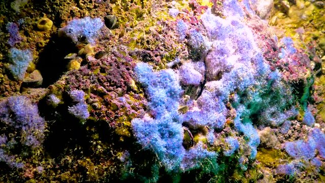 Blue sea sponges (Spongia) on the coastal cliffs in Bulgaria. Fauna of the Black Sea