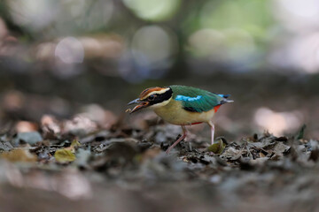 Beautiful colorful bird, Fairy Pitta (Pitta nympha) closeup, bird in nature. Fairy Pitta bird looking for food.