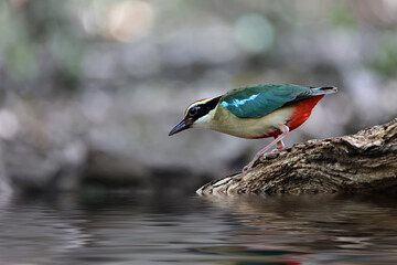 Beautiful colorful bird, Fairy Pitta (Pitta nympha) closeup, bird in nature. Fairy Pitta bird standing by the river