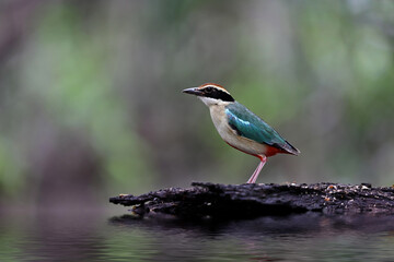 Beautiful colorful bird, Fairy Pitta (Pitta nympha) closeup, bird in nature. Fairy Pitta bird standing by the river