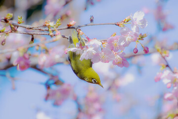 メジロ　次の花へ
