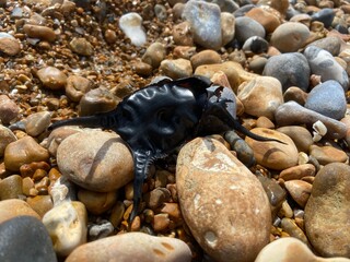 empty egg case of the Spotted Ray washed ashore after the slow developing embryo has hatched. These are often called Mermaid's Purse and found on beach