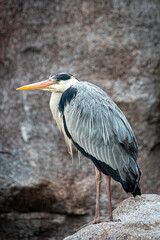 Fototapeta premium Closeup of a tall gray heron standing on rocks