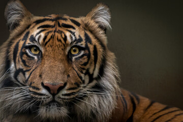 closeup portrait of a wild tiger looking forward with open eyes