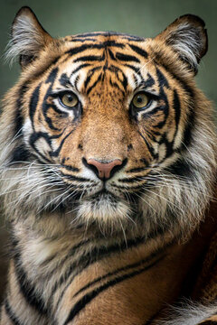 closeup portrait of a wild striped tiger looking forward with open eyes