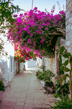 Fototapeta flowers in a street