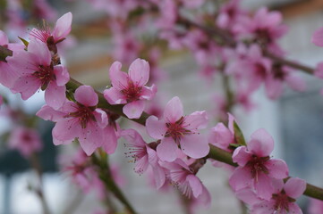 Peach blossom. April