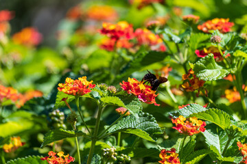 Bumblebee pollinating and extracting nectar from flowers
