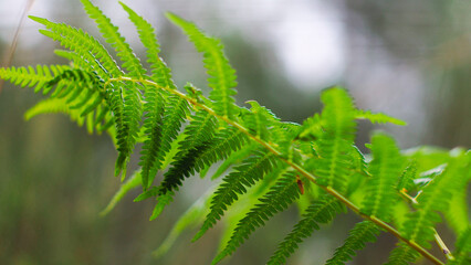 Macro de feuilles de fougère, dans la forêt landaise