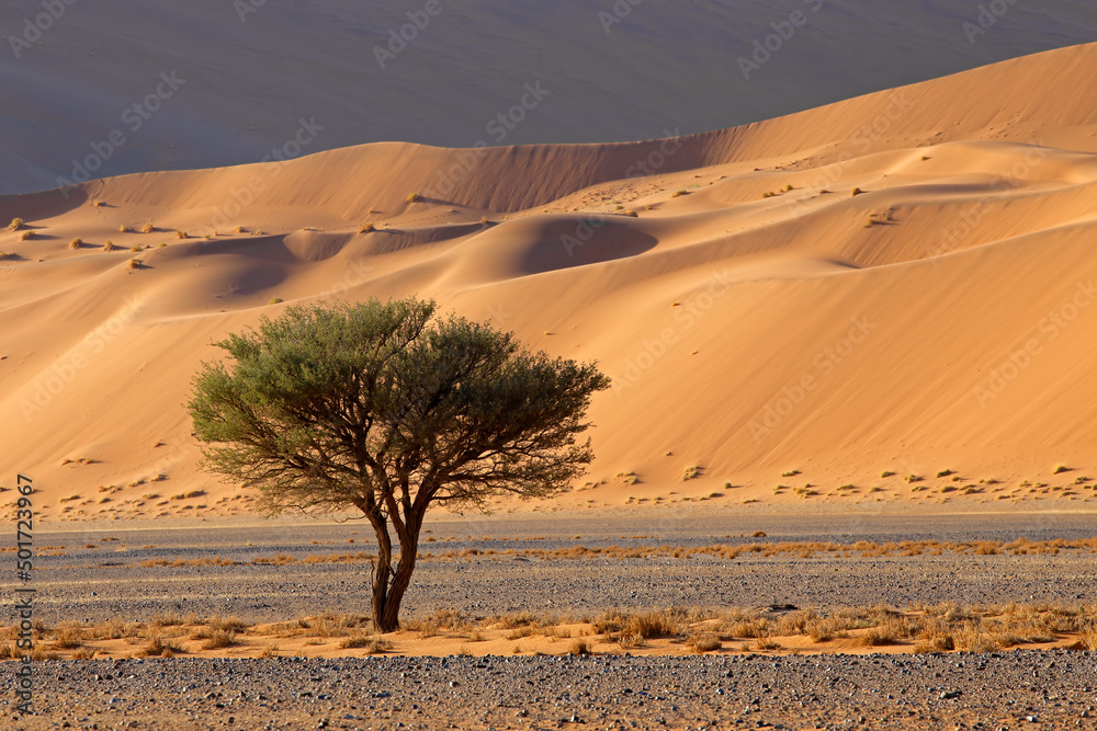 Wall mural Desert landscape with thorn tree, Sossusvlei, Namib desert, Namibia