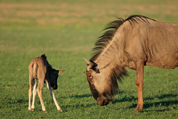 A blue wildebeest (Connochaetes taurinus) with young calf, Kalahari desert, South Africa