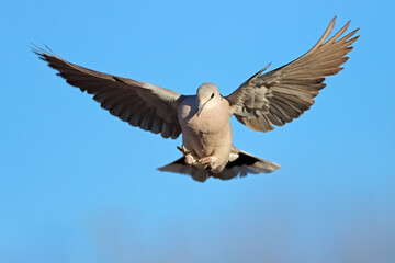 A Cape turtle dove (Streptopelia capicola) in flight with open wings, South Africa