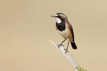 A capped wheatear (Oenanthe pileata) perched on a branch, South Africa